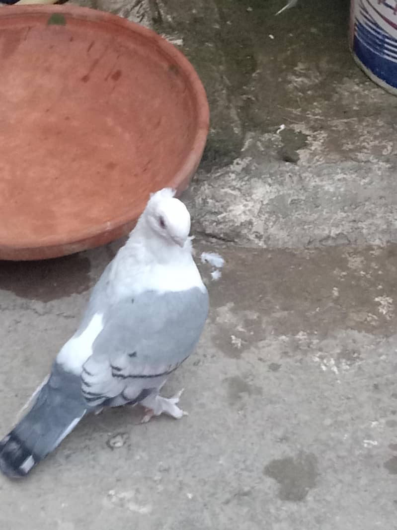 fancy pigeons 2