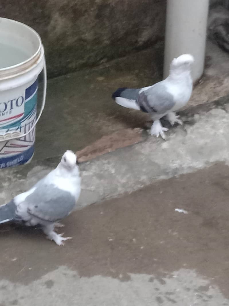 fancy pigeons 3