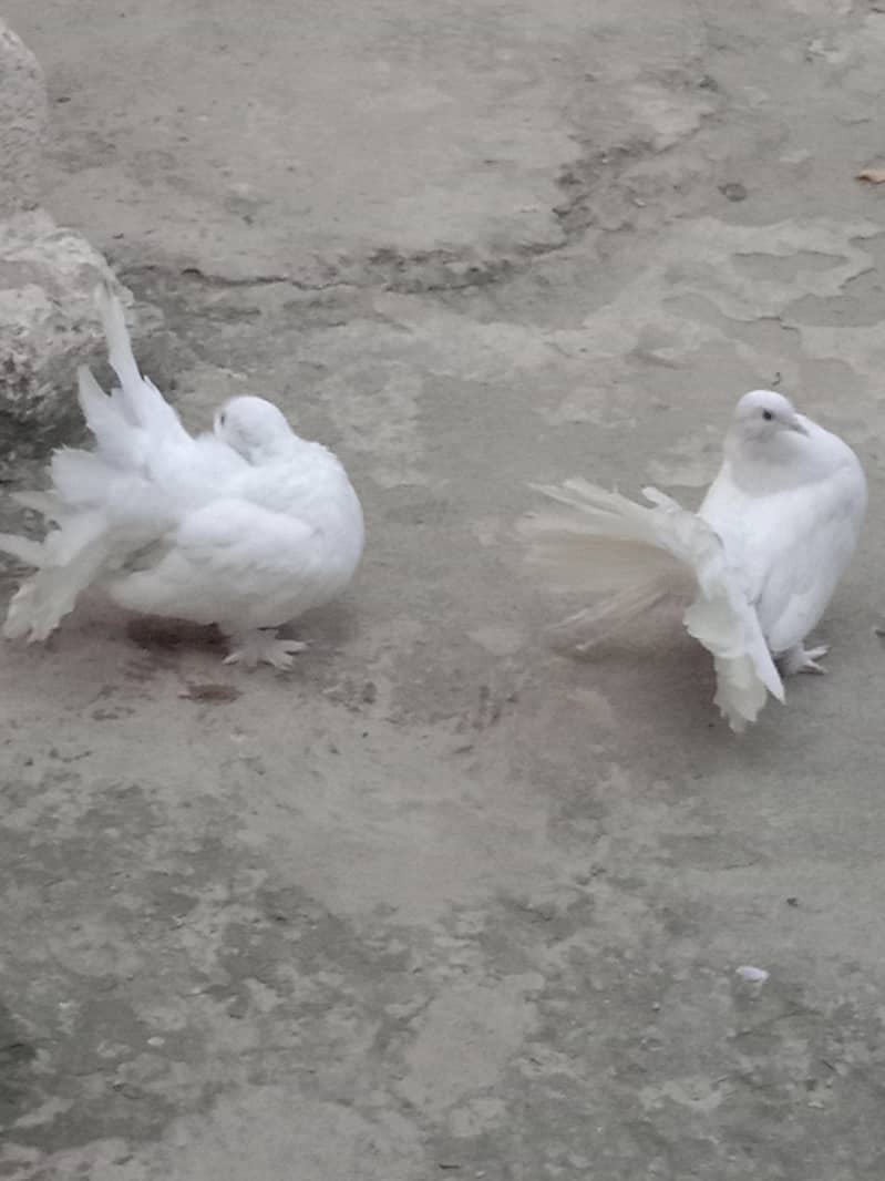 fancy pigeons 4