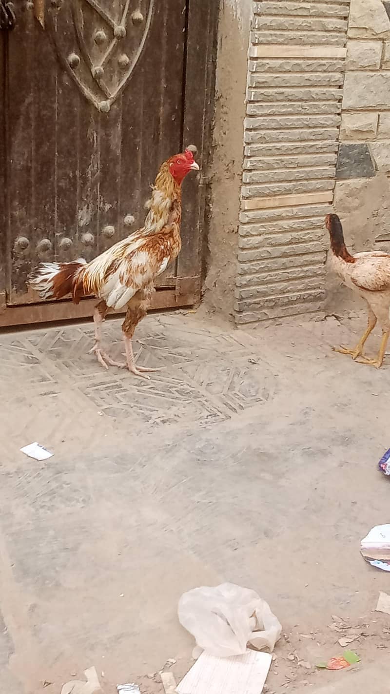 aseel pair 2