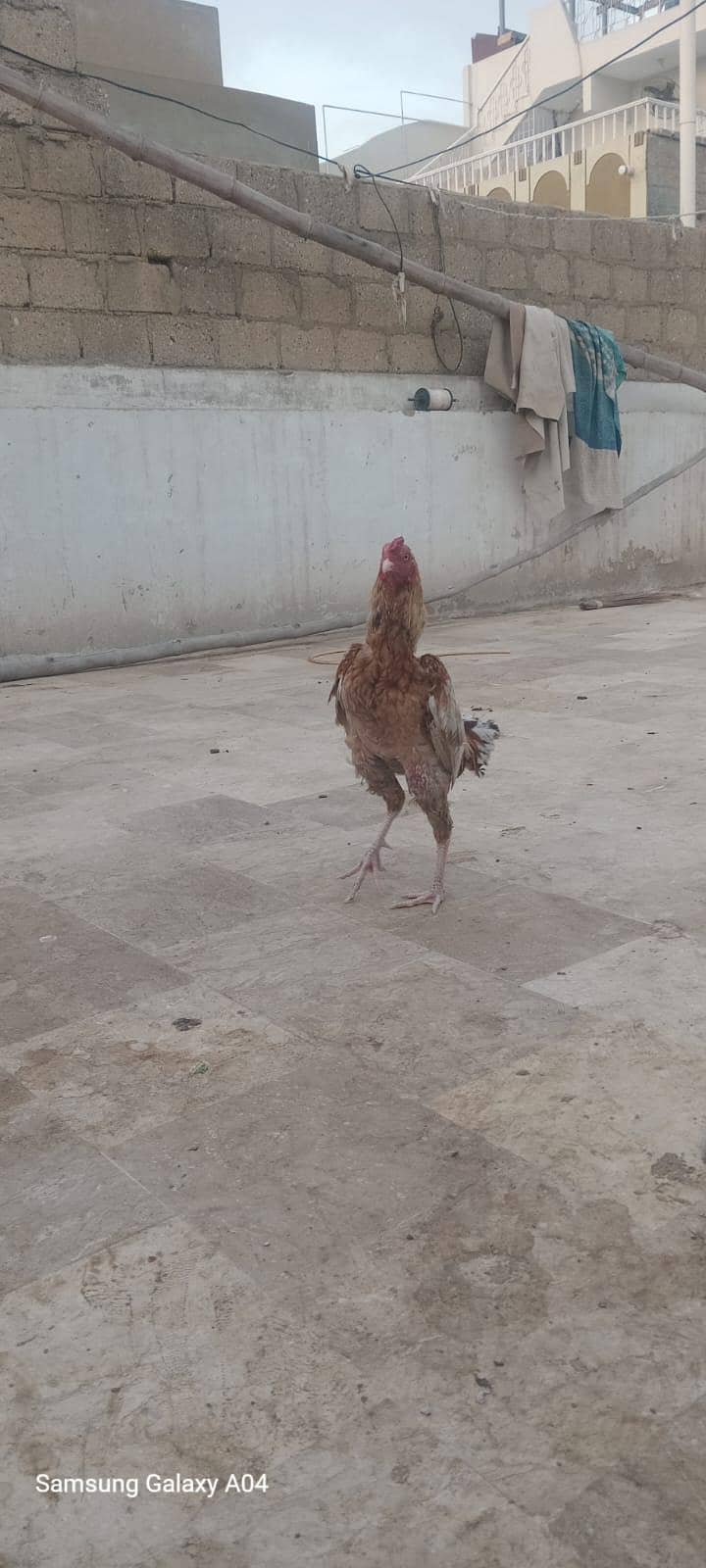 aseel pair 3