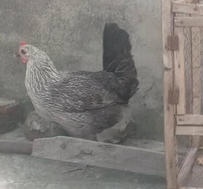 urgent sale : Desi murgiaa healthy active