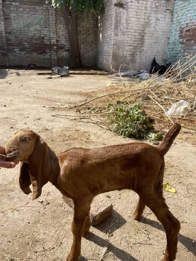 Original makhichini goat for sale with two kids