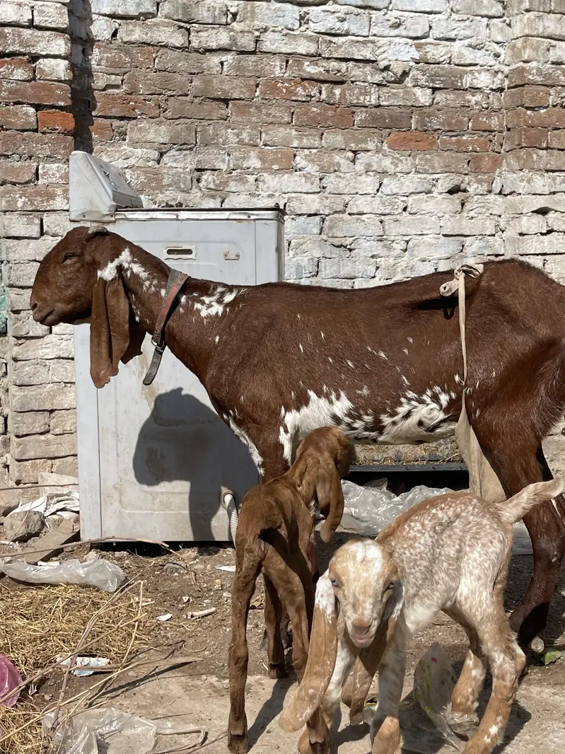 Original makhichini goat for sale with two kids — photo 2