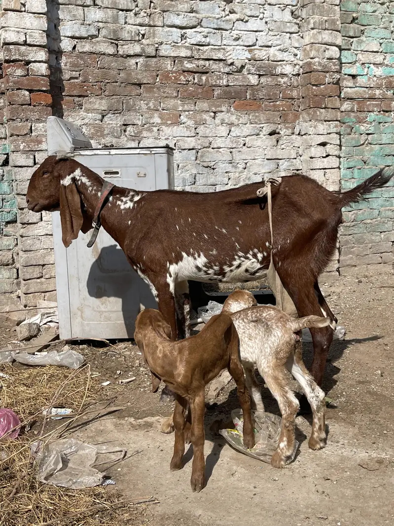Original makhichini goat for sale with two kids — photo 3