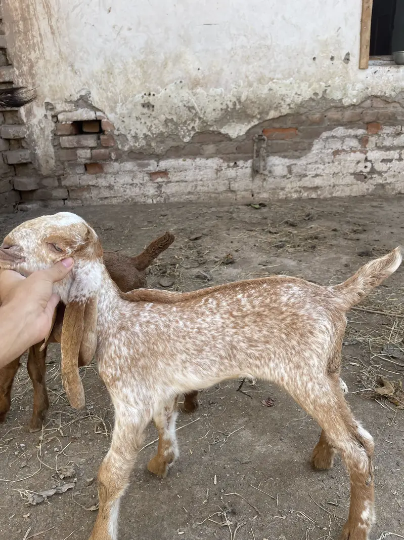 Original makhichini goat for sale with two kids — photo 4