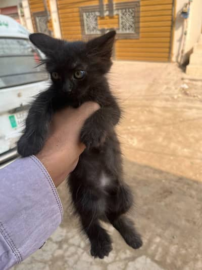 Persian cat for sale