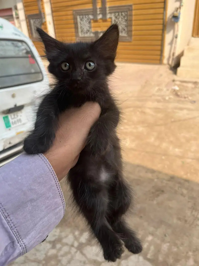 Persian cat for sale — photo 2