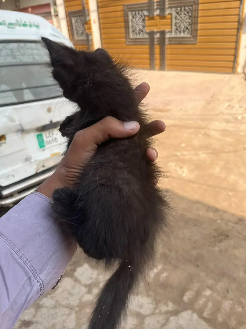 Persian cat for sale — photo 3
