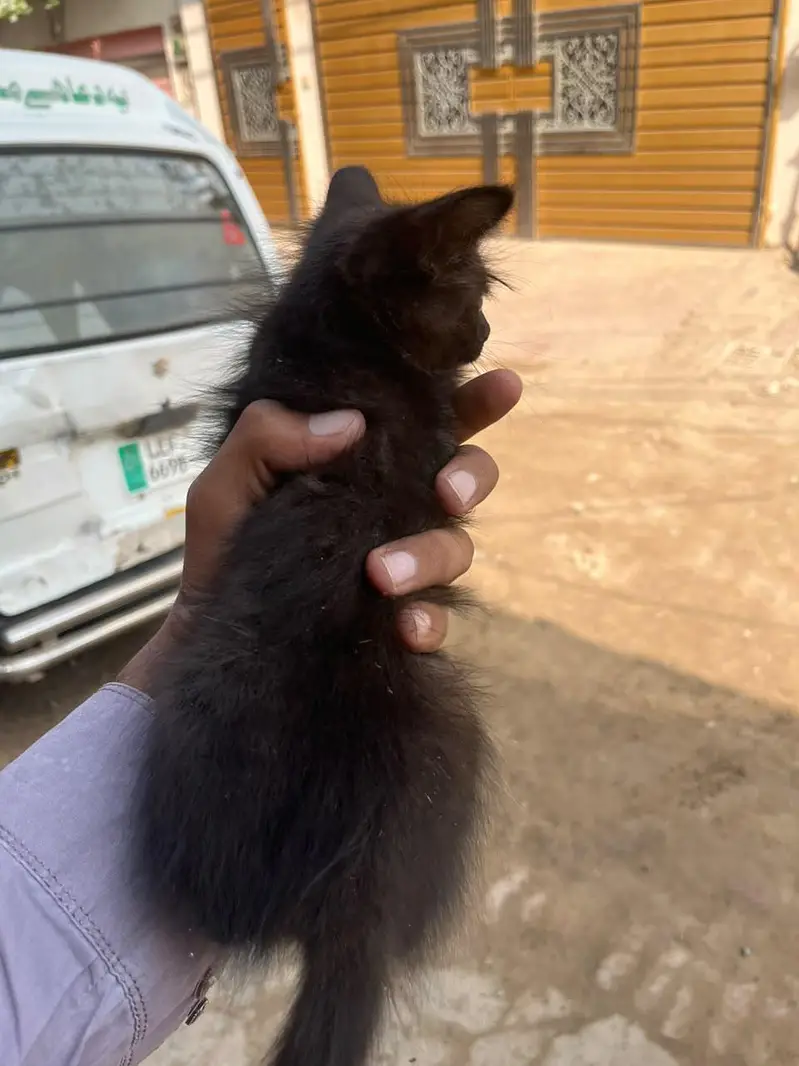 Persian cat for sale — photo 4