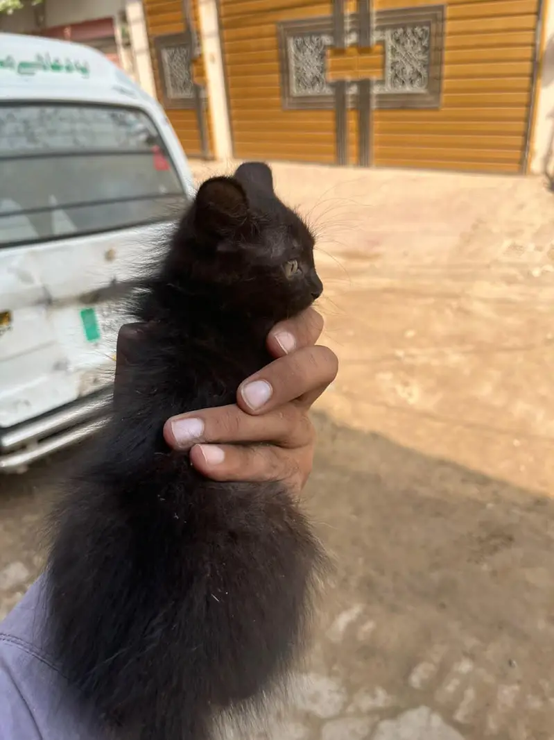 Persian cat for sale — photo 5