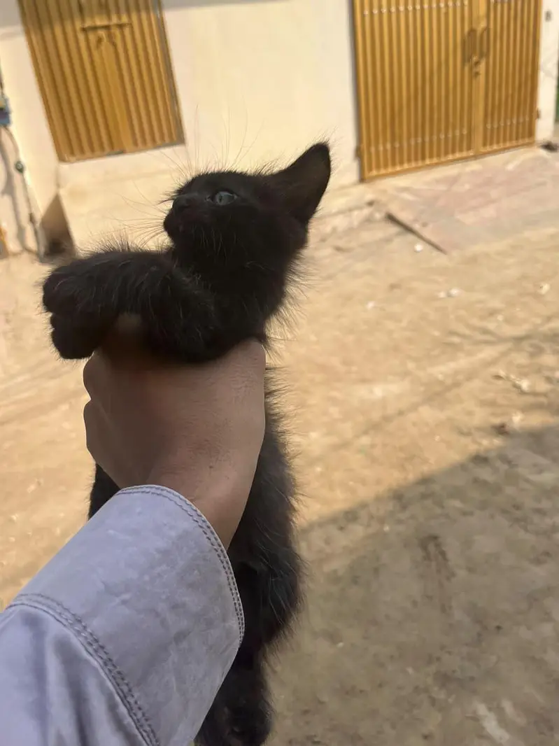 Persian cat for sale — photo 6