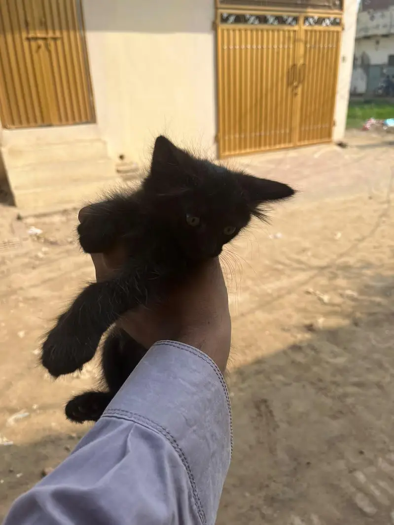 Persian cat for sale — photo 7