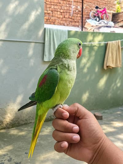 Raw Parrot