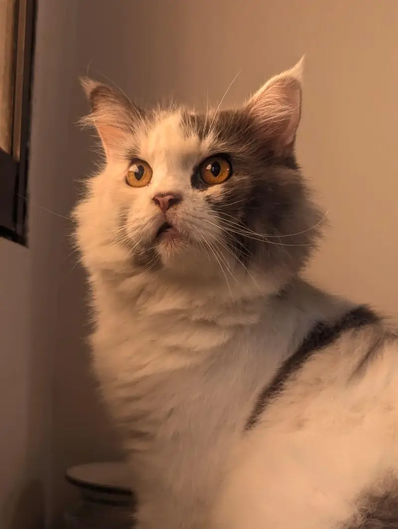 Female Persian cat. Suzi looking for a new family — photo 2