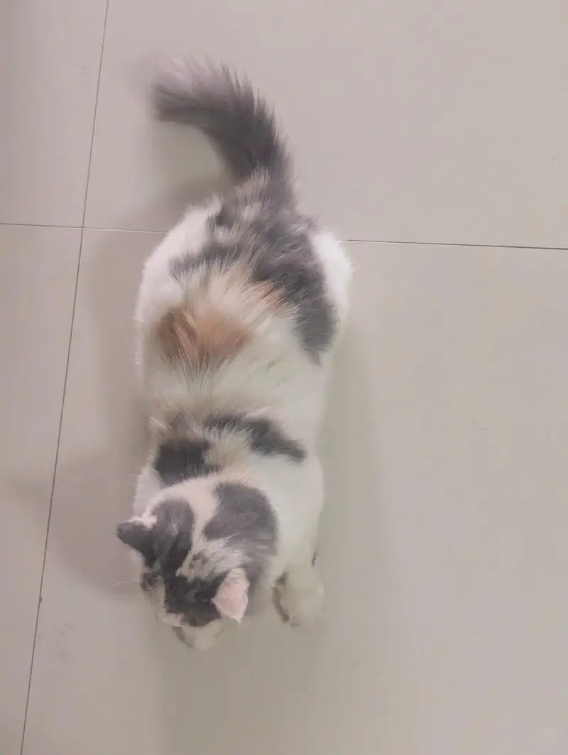 Female Persian cat. Suzi looking for a new family — photo 3