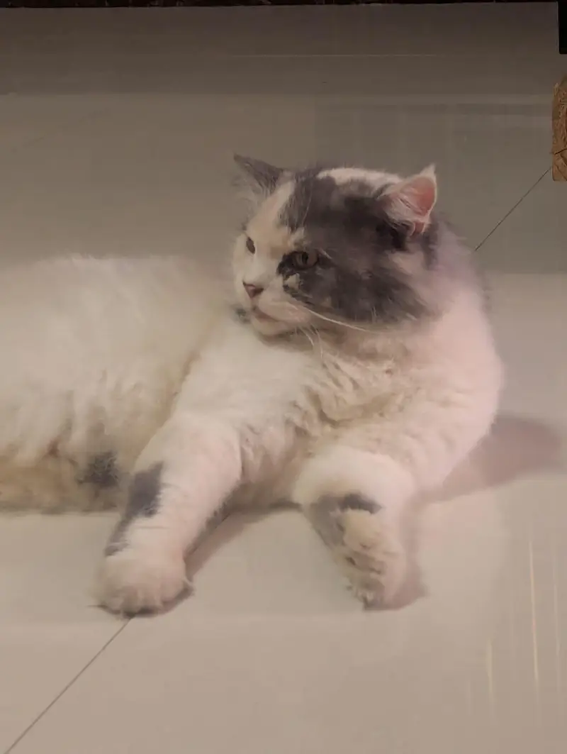 Female Persian cat. Suzi looking for a new family — photo 4