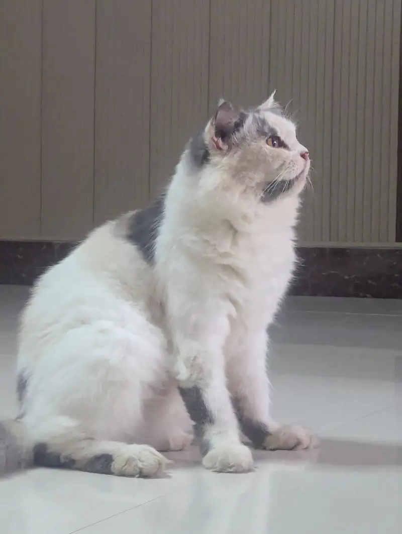 Female Persian cat. Suzi looking for a new family — photo 5