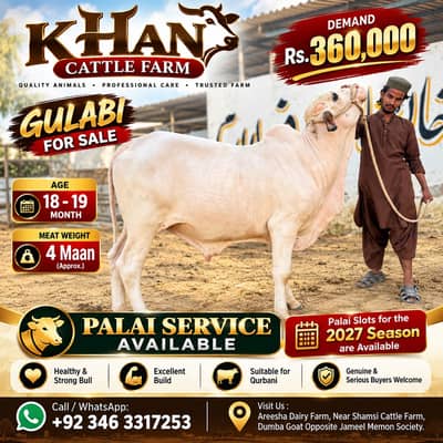 Desi Bachra | Gulabi bachra | Ablak | Palai Service | Cholistani Bull