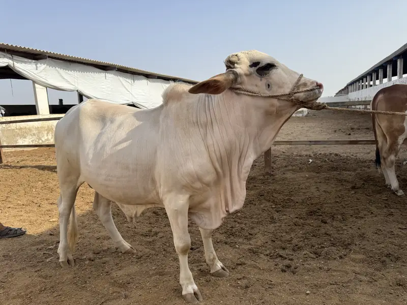 Desi Bachra | Gulabi bachra | Ablak | Palai Service | Cholistani Bull — photo 3