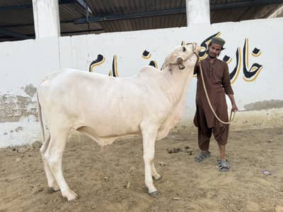 Desi Bachra | Gulabi bachra | Ablak | Palai Service | Cholistani Bull