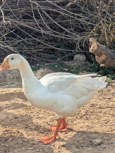 White Ducks
