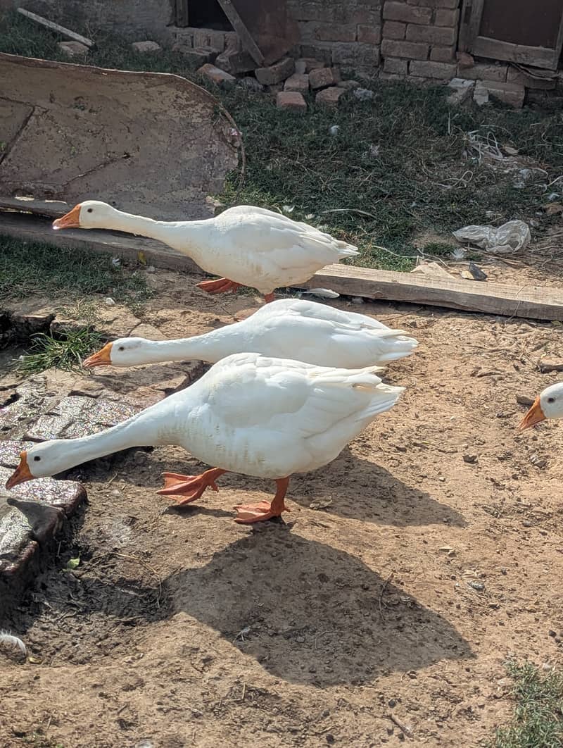 White Ducks 1