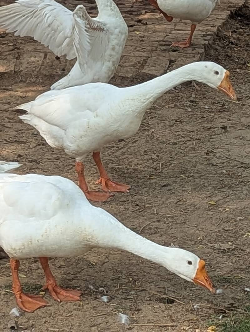 White Ducks 2