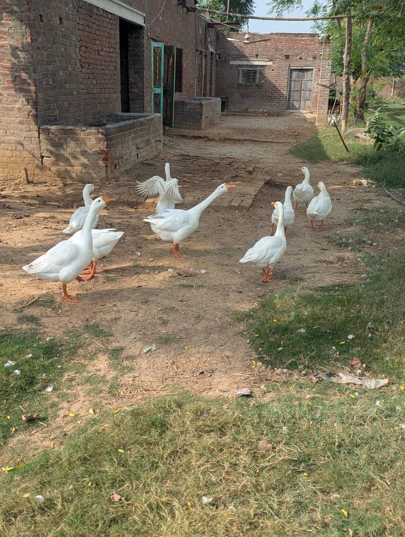 White Ducks 3