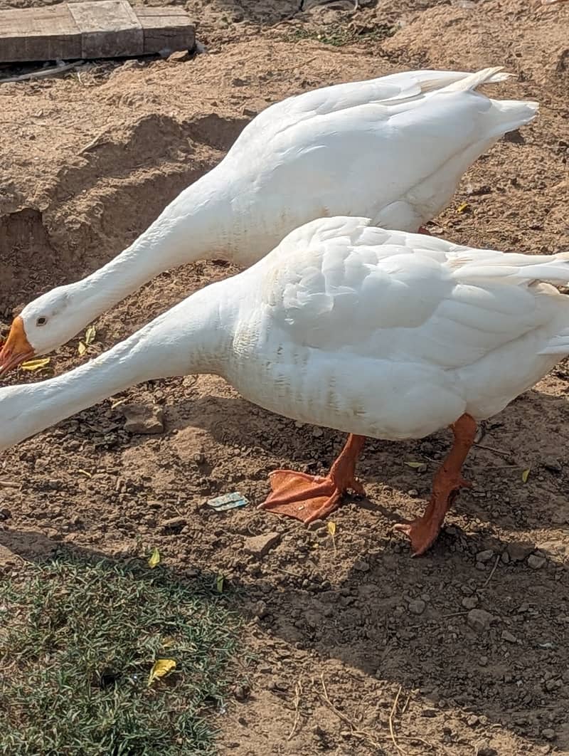 White Ducks 4