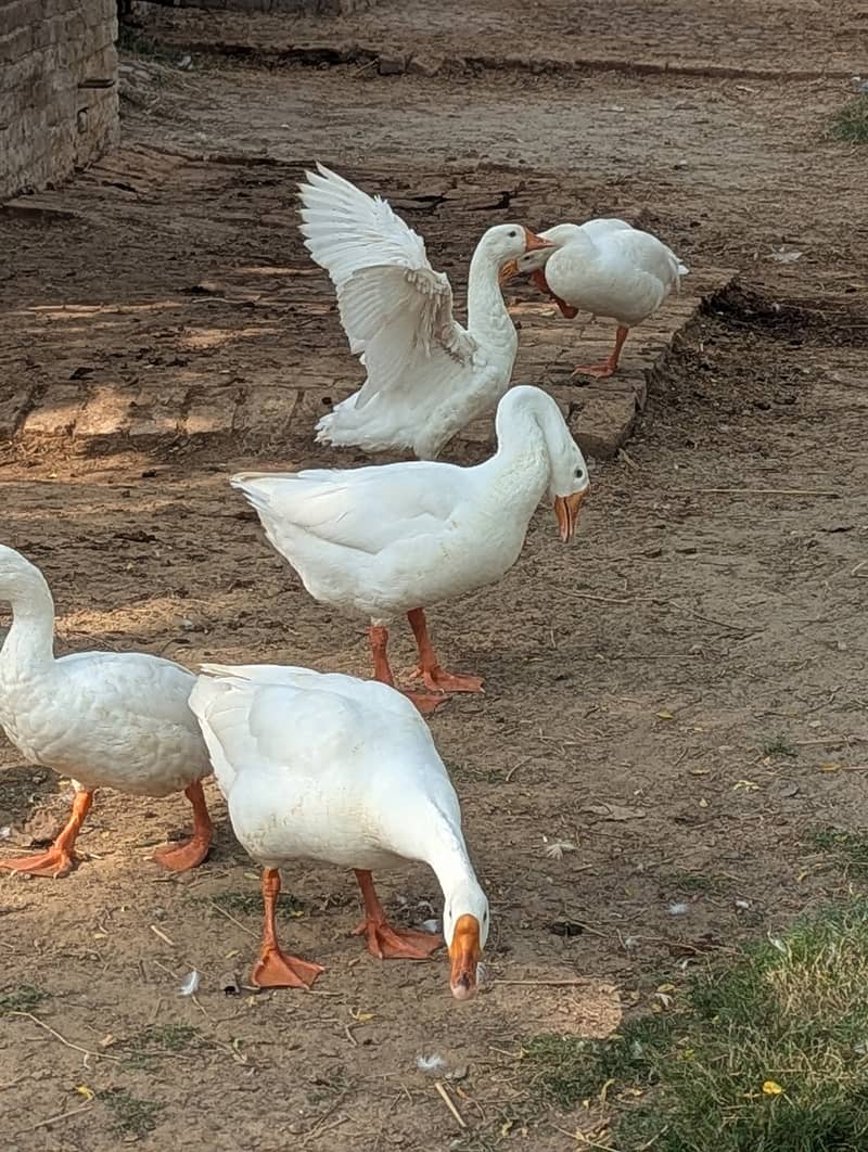 White Ducks 5