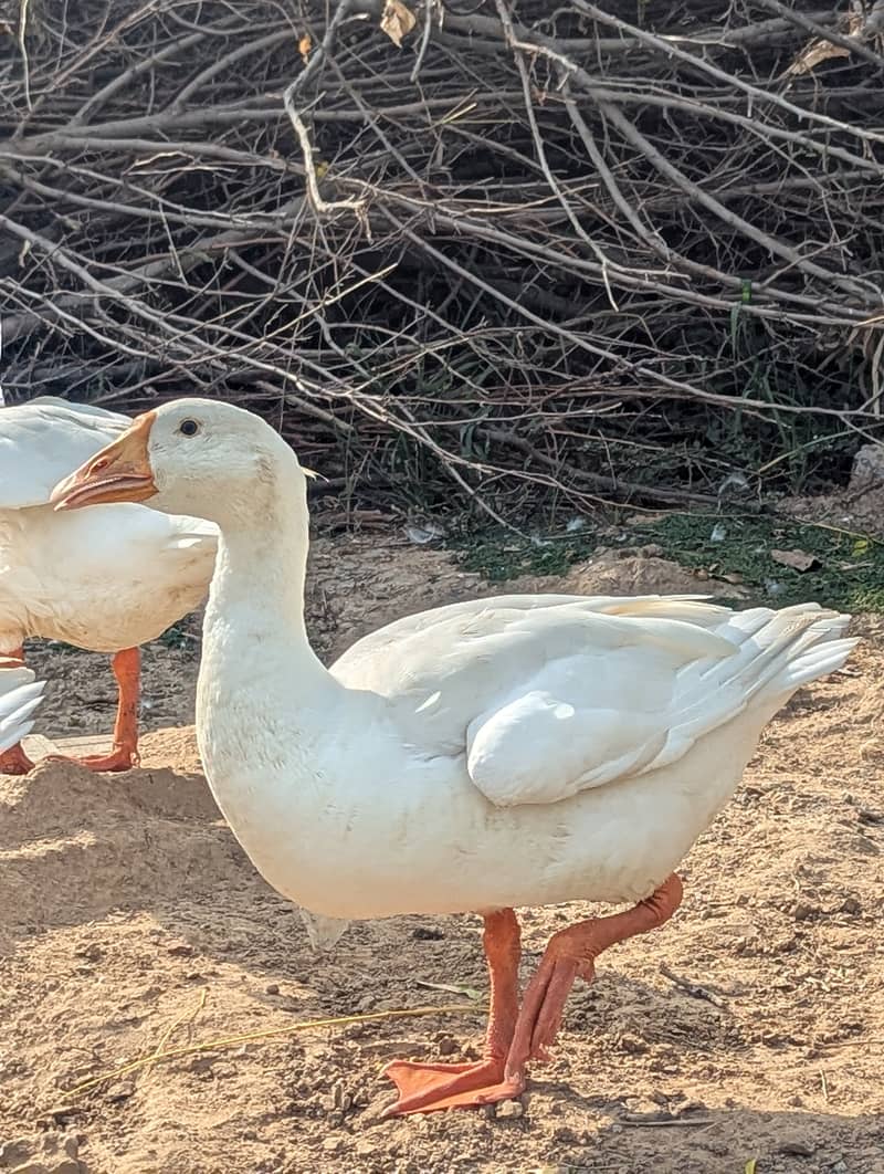 White Ducks 6
