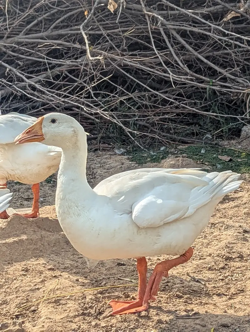 White Ducks — photo 7