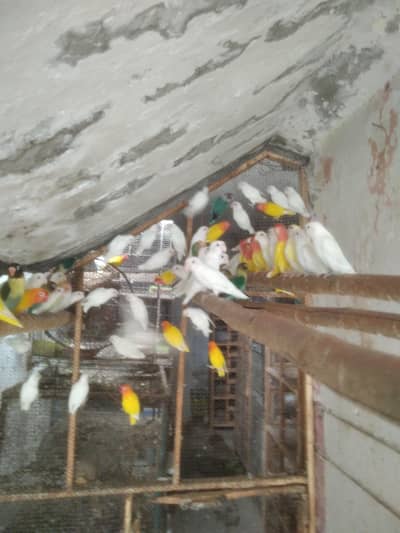 Lovebirds Colony & Cages Available