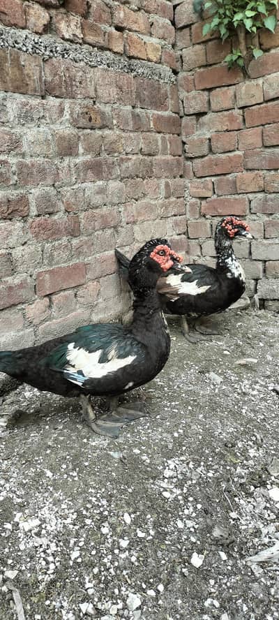 ducks