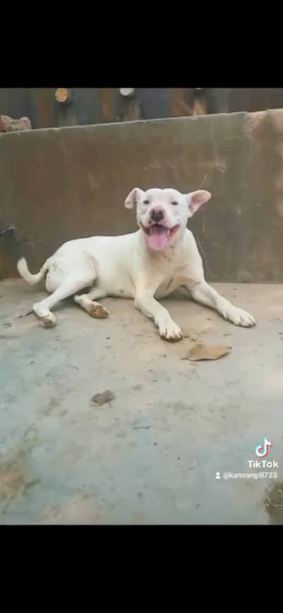Pittbull female quality