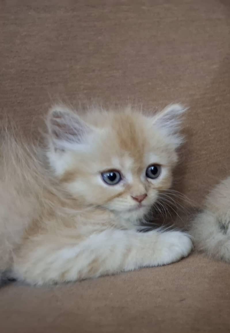 persian kittens 0
