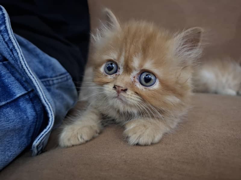 persian kittens 1