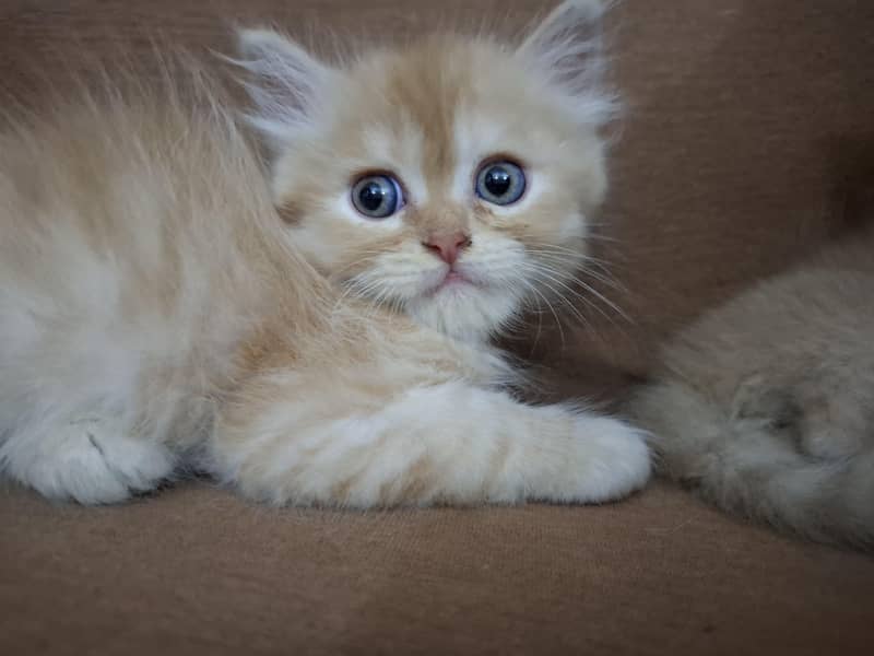 persian kittens 2
