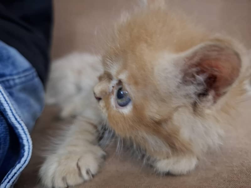 persian kittens 3