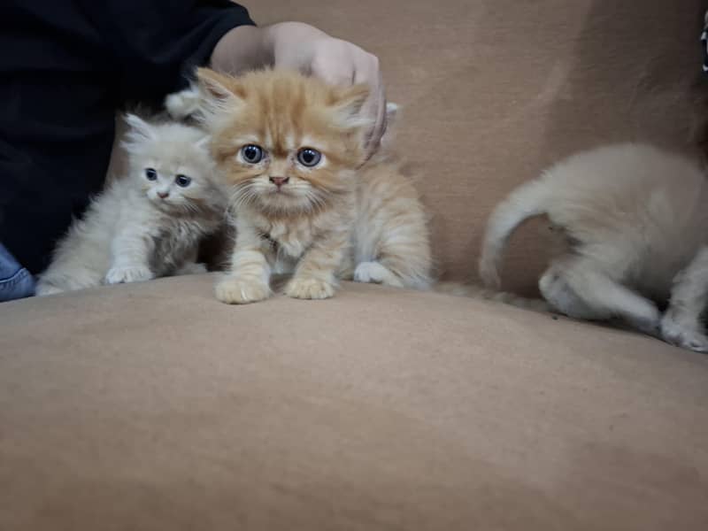 persian kittens 4