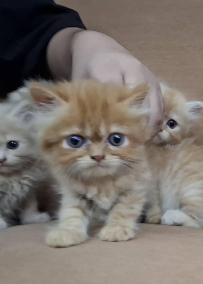 persian kittens 5