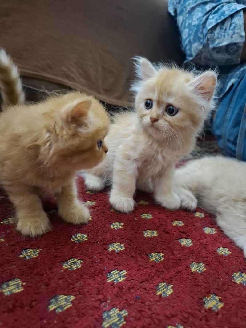 persian kittens 6