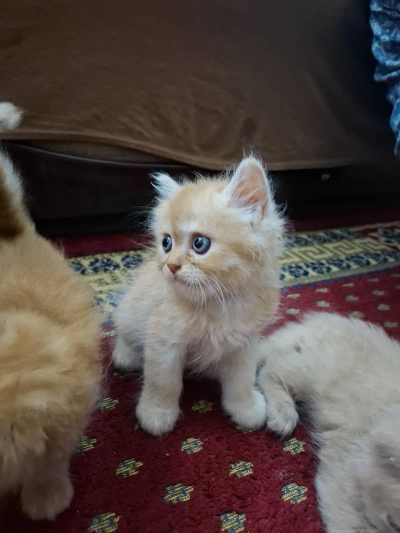 persian kittens 7