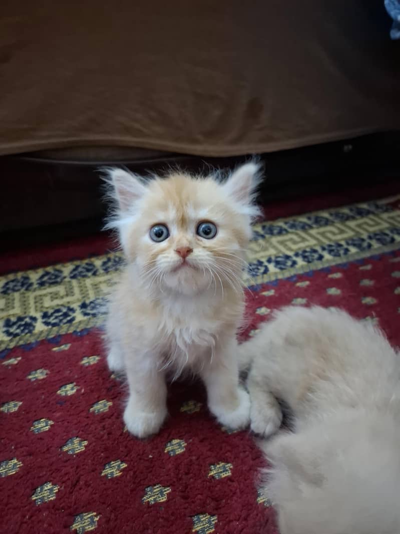 persian kittens 8
