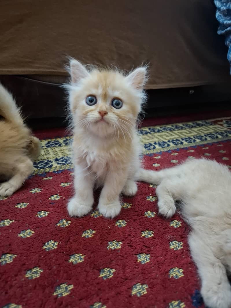 persian kittens 9