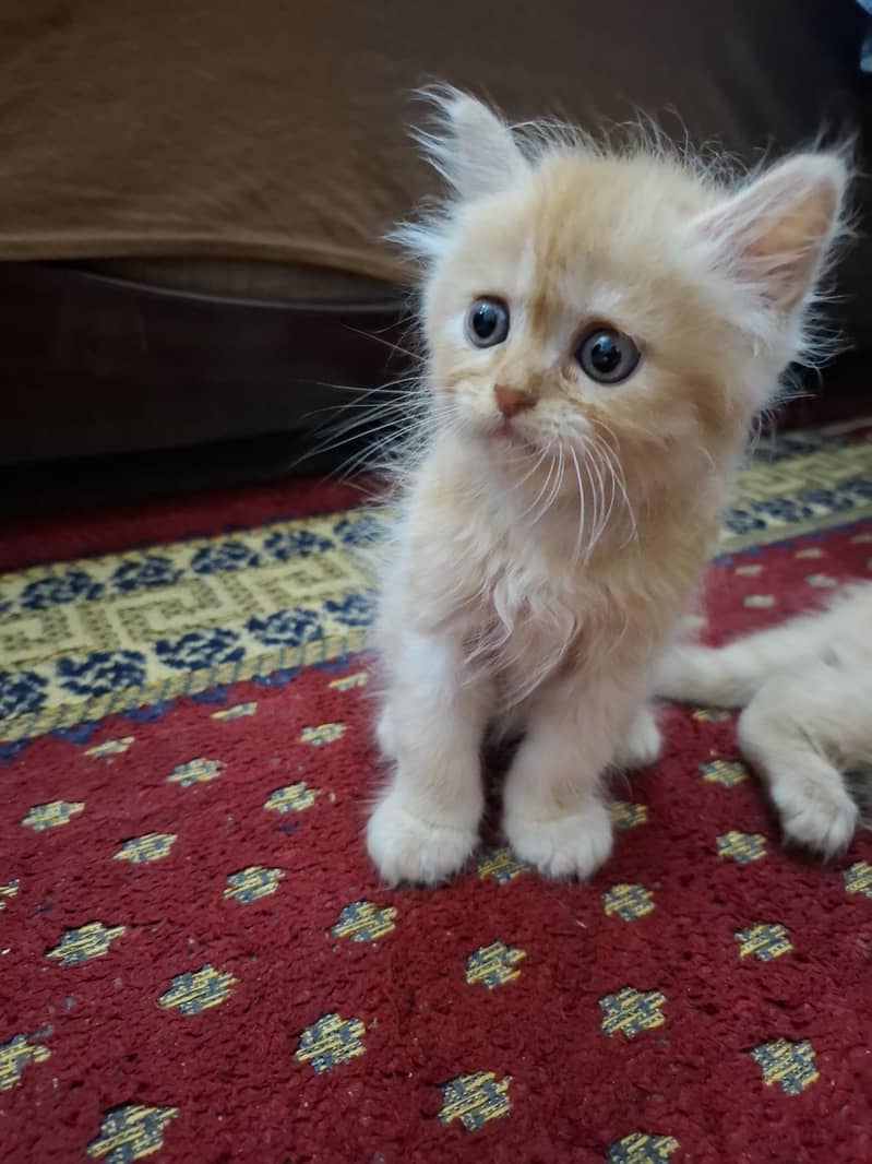 persian kittens 10