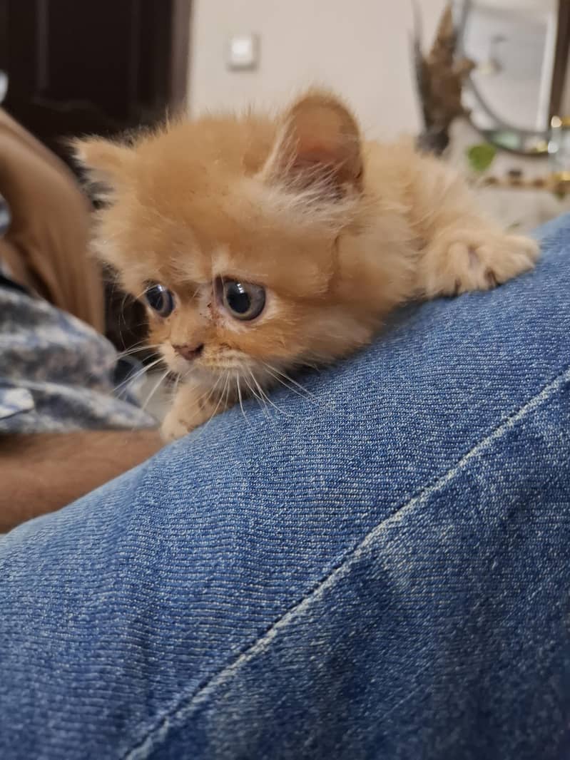 persian kittens 11