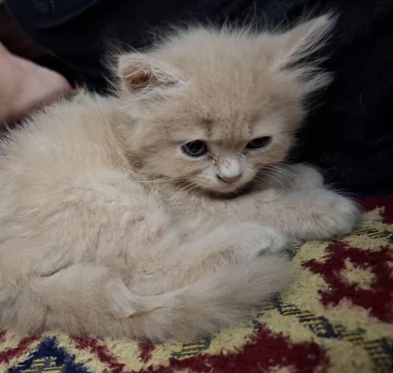 persian kittens 12