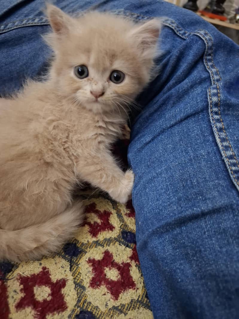 persian kittens 13